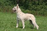 BOUVIER DES ARDENNES 379